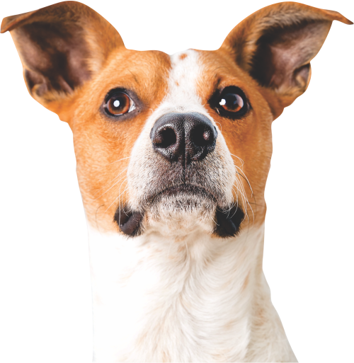 Transporte escolar canino Pasto